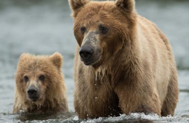 Alaskan brown bear sow and cubs