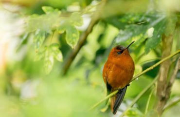 BIRDLIFE