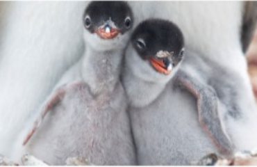 Baby Penguins
