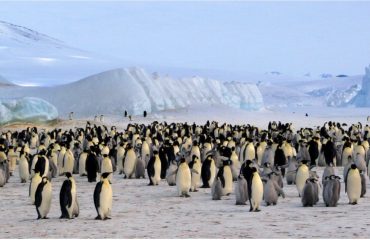 Falkland Islands, Groegia, Antarctica