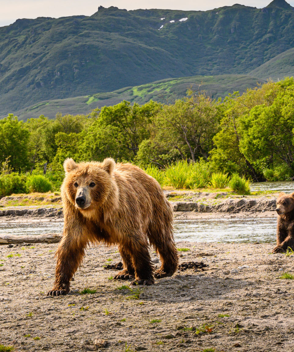 Ruling the landscape, brown bears of Kamchatka (Ursus arctos ber