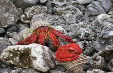HERMIT CRAB