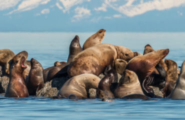 INSIDE PASSAGE SOJOURN - 1425X950