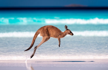 Kangaroo hopping / jumping mid air on sand near the surf on the