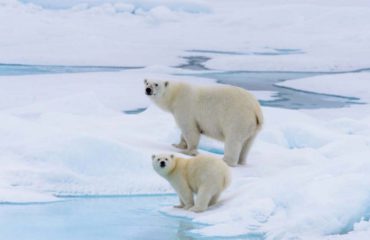 POLAR BEAR AND CUB