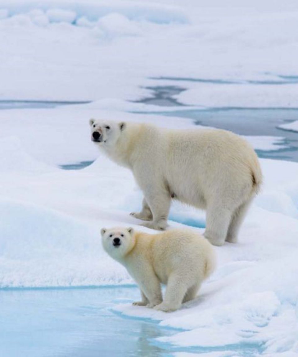 POLAR BEAR AND CUB
