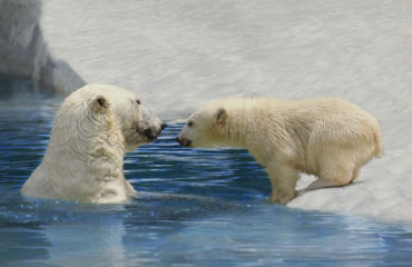 Polar Bear, thalarctos maritimus, Mother and Cub playing on Ice