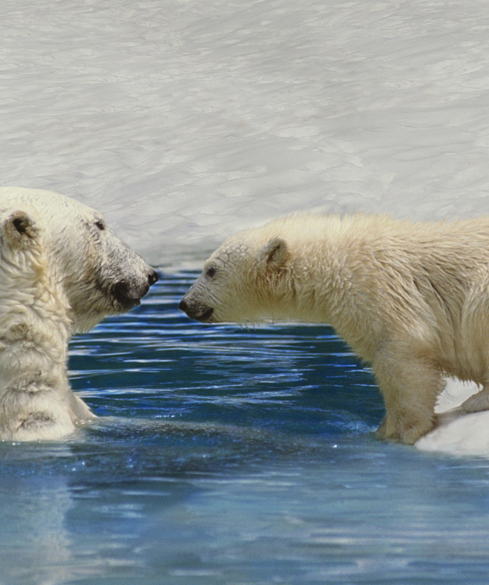 Polar Bear, thalarctos maritimus, Mother and Cub playing on Ice