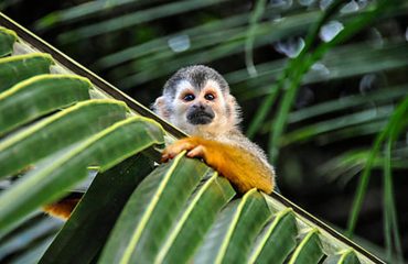 Quepos, COSTA RICA