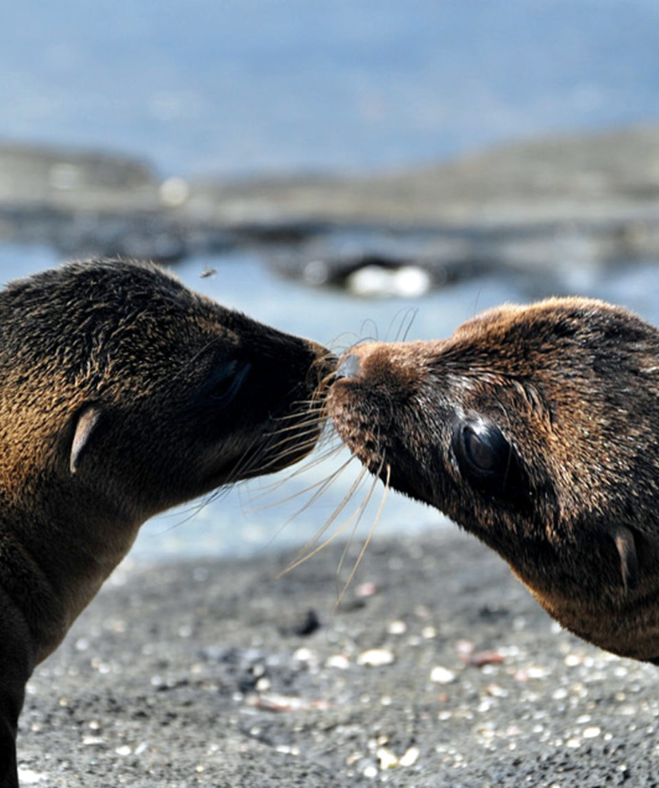 SEA LION PUPS - 1425X950