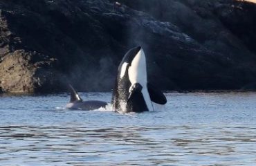 SPY HOPPING ORCA