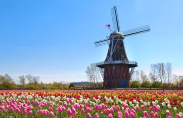 TULIPS-WINDMILL