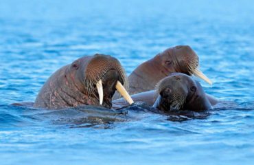 WALRUS