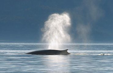 WHALE