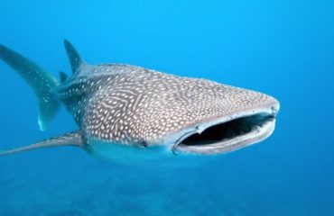WHALE SHARK