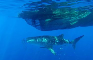WHALE SHARK - Kwatisore, Cenderawasih Bay,