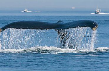 WHALE TAIL