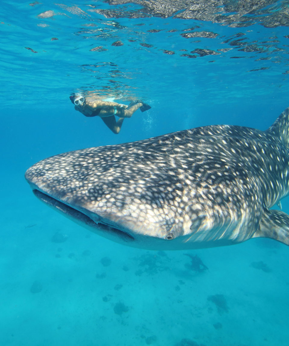 Female woman swimming with massive whale shark