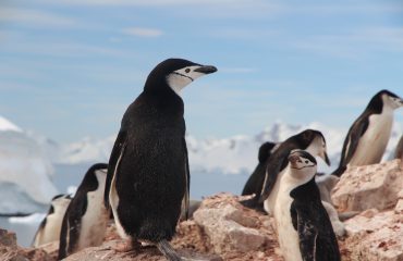 Chinstrap-Penguins