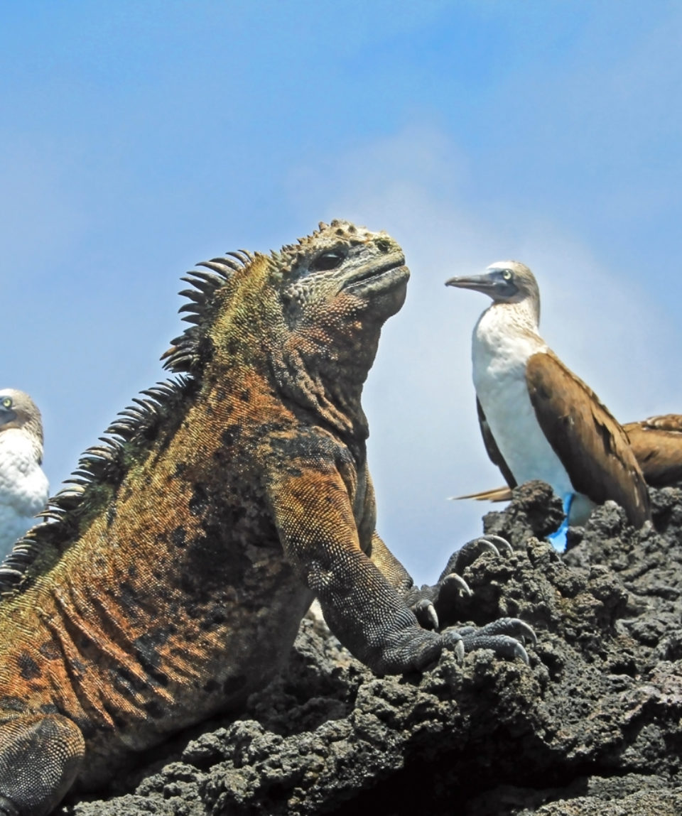 Marine iguana with blue footed boobies, booby, Sula nebouxii and Amblyrhynchus cristatus, on Isabela Island, Galapagos, Ecuador