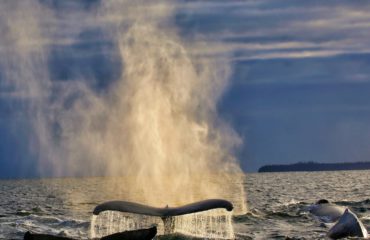 HUMPBACK WHALES