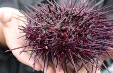 SEA URCHIN