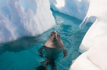 Crabeater seal in the water