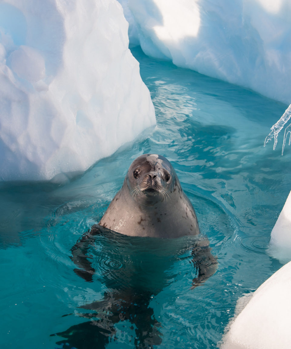 Crabeater seal in the water