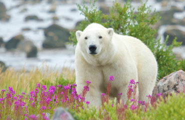 Curious Polar Bear closing in WB
