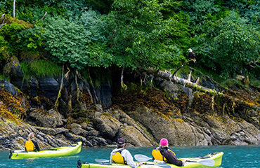 370x278-AK-Kayaking_Baranof_Island_bald_eagle_Wolfgang_Kaehler