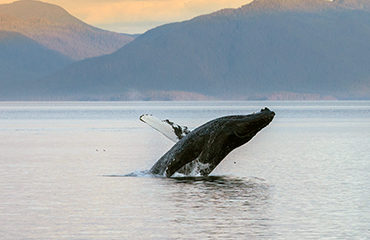 370x278-AK-Whale_breach_sunset_Frederick_Sound