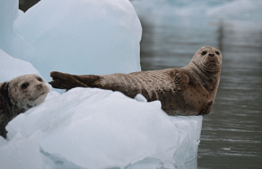 AK_Endicott-Arm-SeaLion-Iceberg