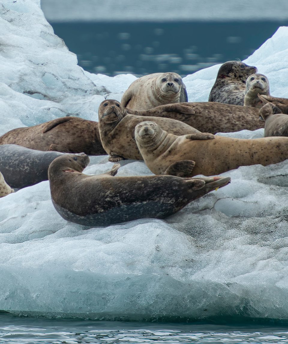 Harbor Seals on Iceberg, Endicott Arm, Alaska