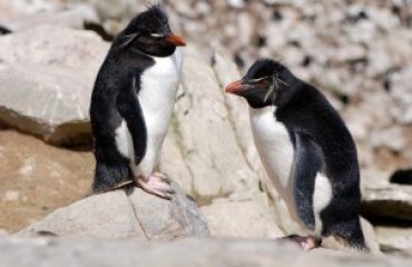 Falklands