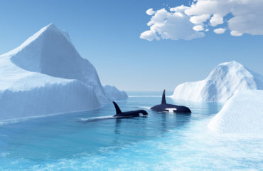 whales swim in the ocean and iceberg