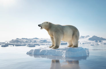 Polar bear on ice floe. Melting iceberg and global warming.