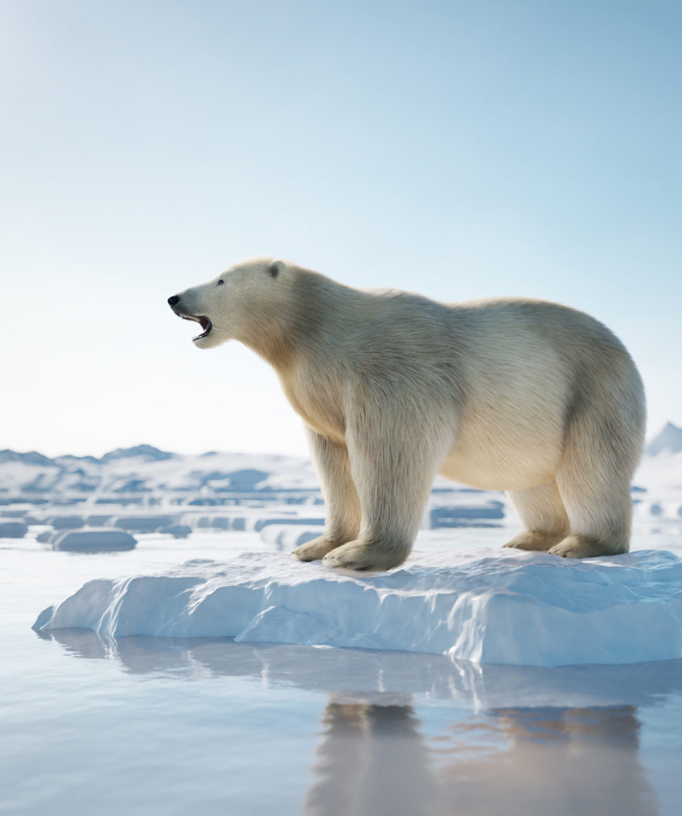 Polar bear on ice floe. Melting iceberg and global warming.