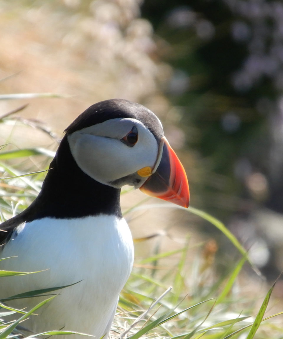 Puffin - Up close - 1425x950