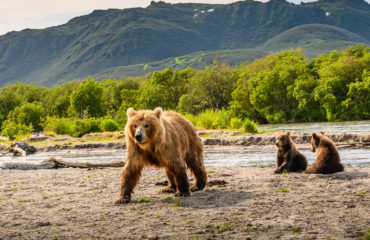 Ruling the landscape, brown bears of Kamchatka (Ursus arctos ber
