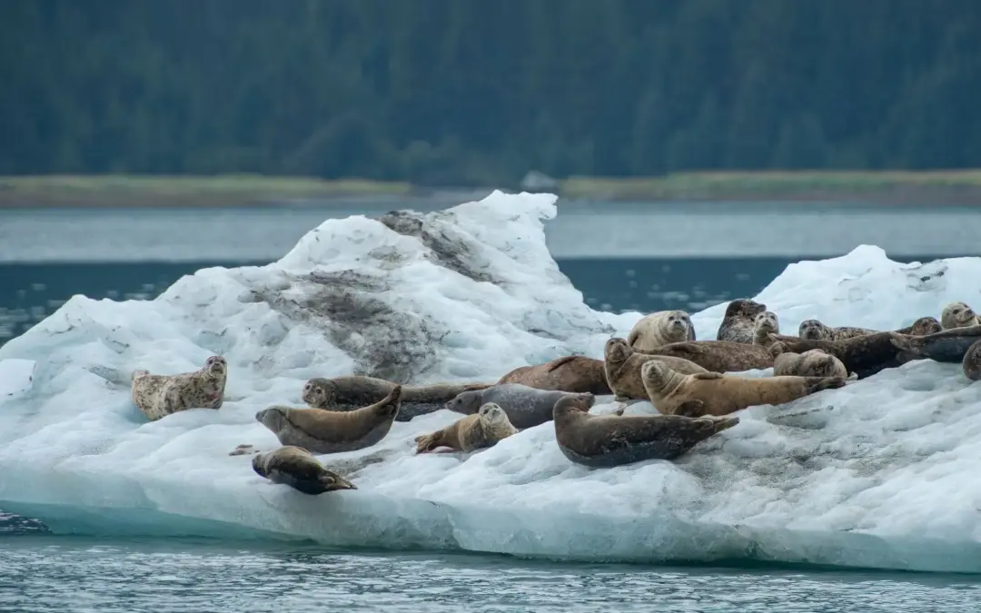 Alaska’s Fjords & Glaciers