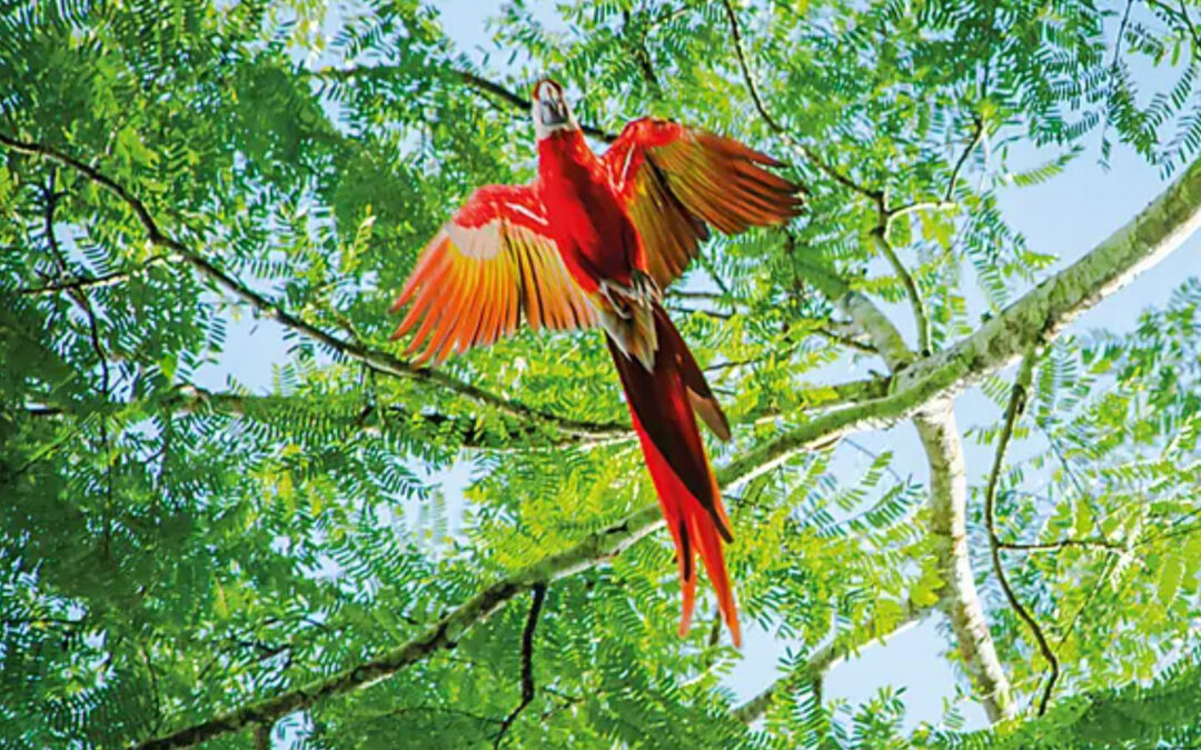 Central America Jewels & Panama Canal